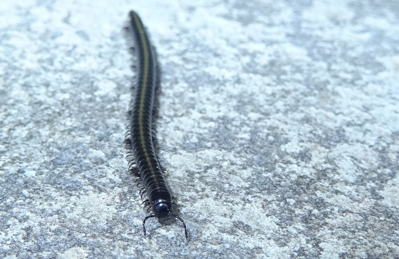 Julidae, forse Cylindroiulus sp.