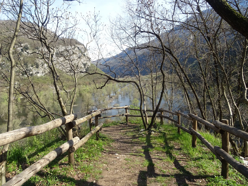 Fringuello (Fringilla coelebs) femmina