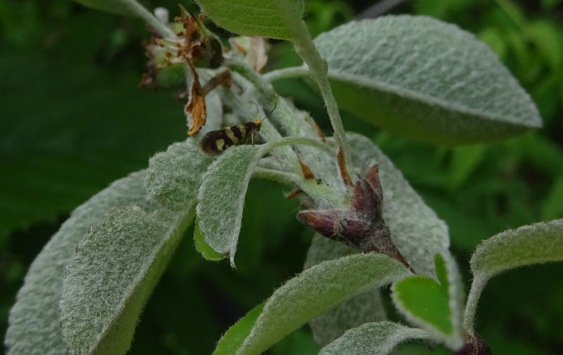 Micropterix sp.