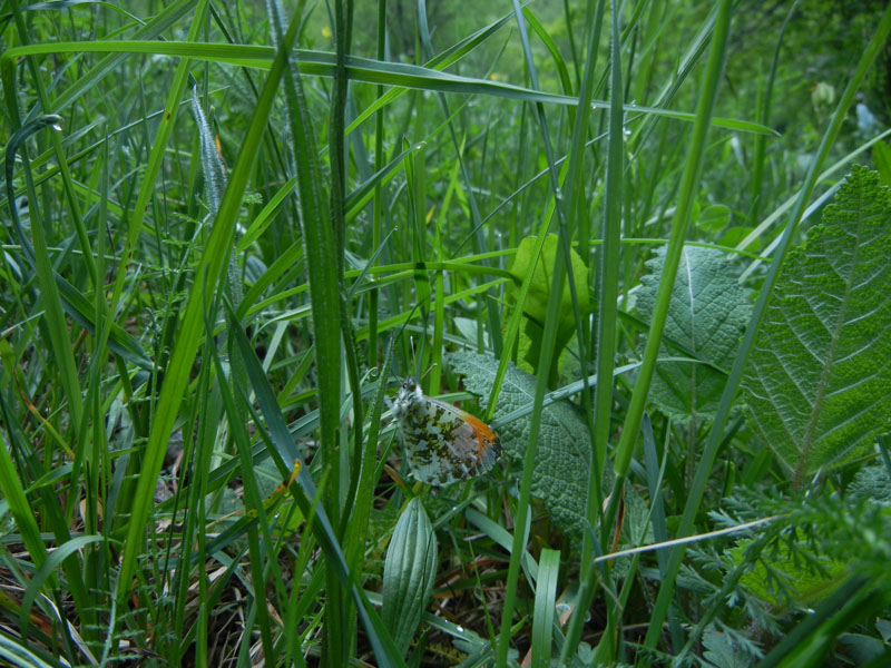 Anthocharis cardamines (m.) Pieridae........dal Trentino