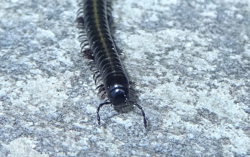 Julidae, forse Cylindroiulus sp.