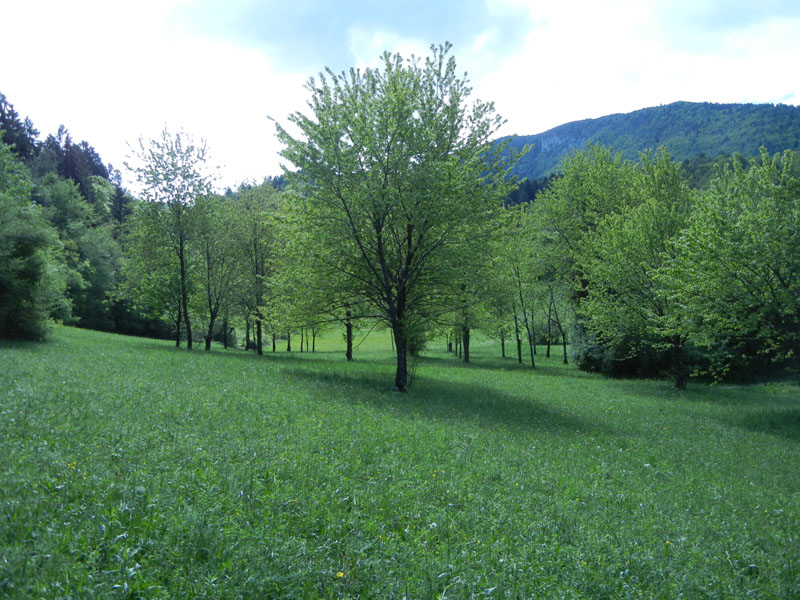 Anthocharis cardamines (m.) Pieridae........dal Trentino