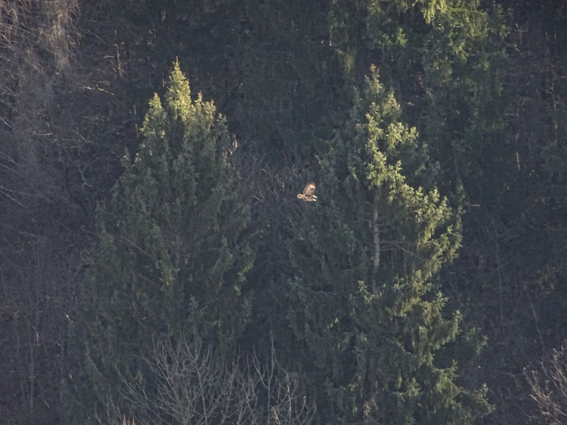 2 crop orrendi.......