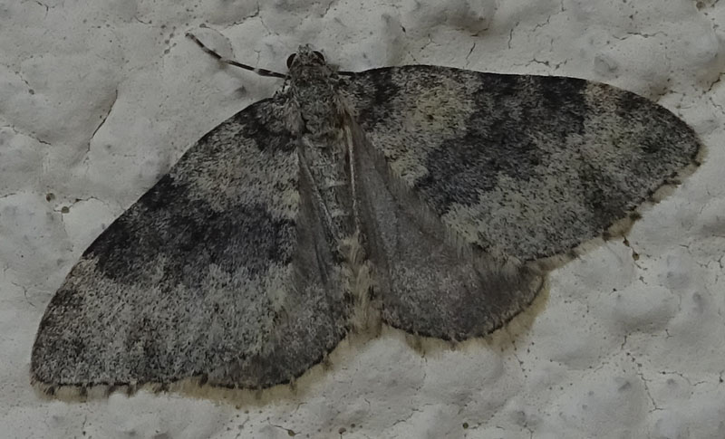 Entephria cyanata - Geometridae....dal Trentino