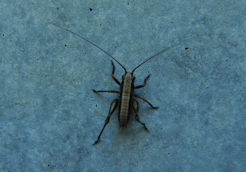 Pholidoptera sp. ?