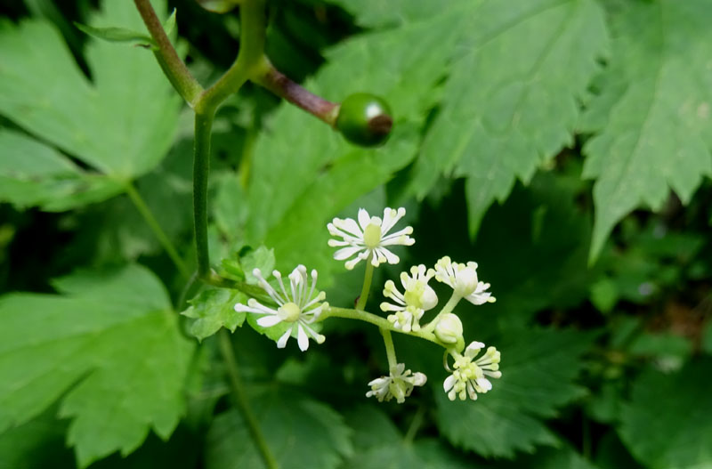 Actaea spicata / Barba di capra