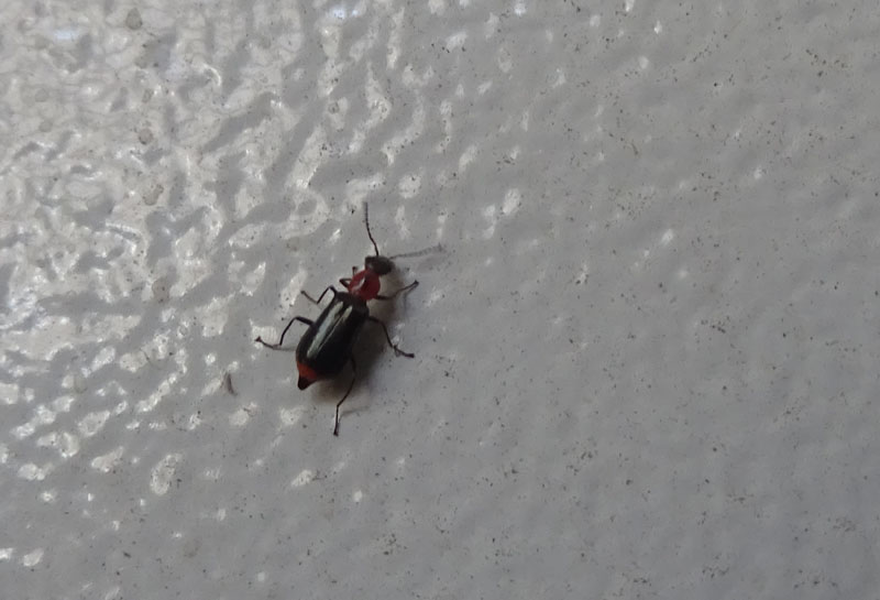 Attalus minimus (cf.), Malachiidae