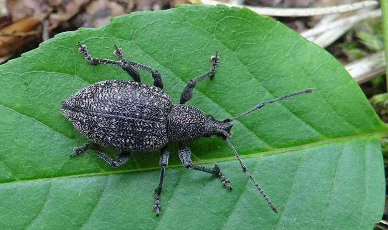 Otiorhynchus caudatus - Curculionidae