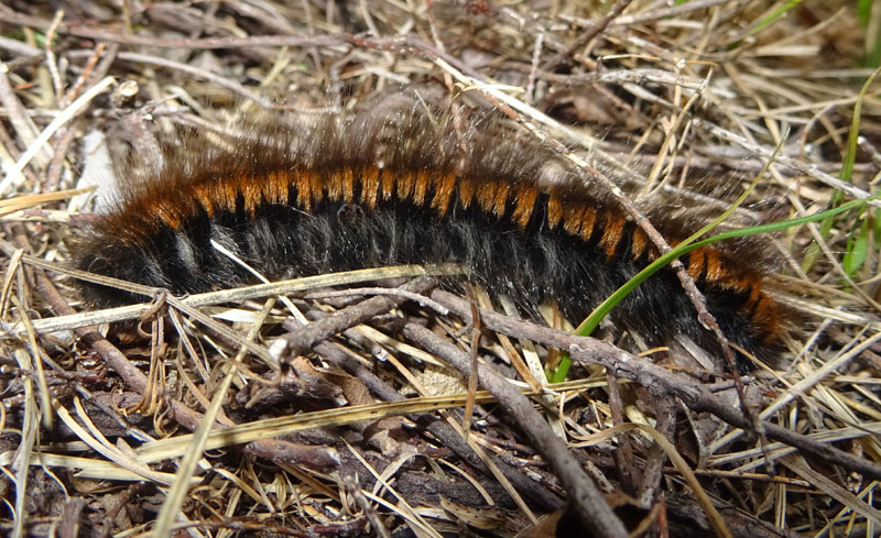 bruco: Macrothylacia  rubi - Lasiocampidae