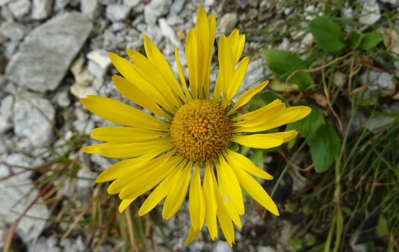 Doronicum grandiflorum / Doronico dei macereti