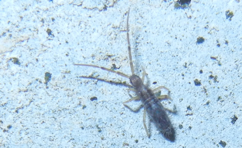 Collembola......Tomoceridae ?