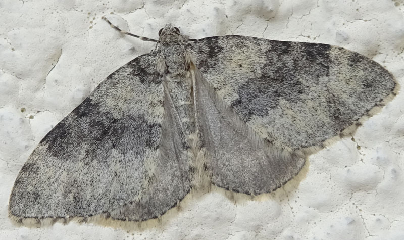 Entephria cyanata - Geometridae....dal Trentino