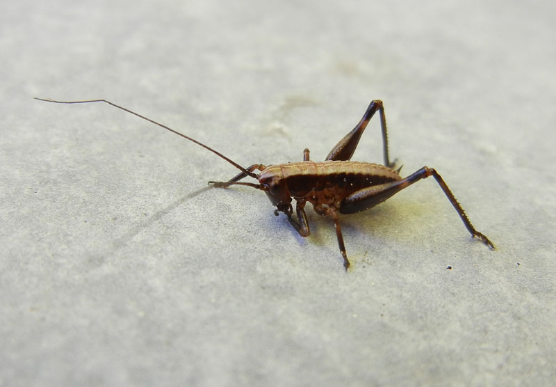 Pholidoptera sp. ?