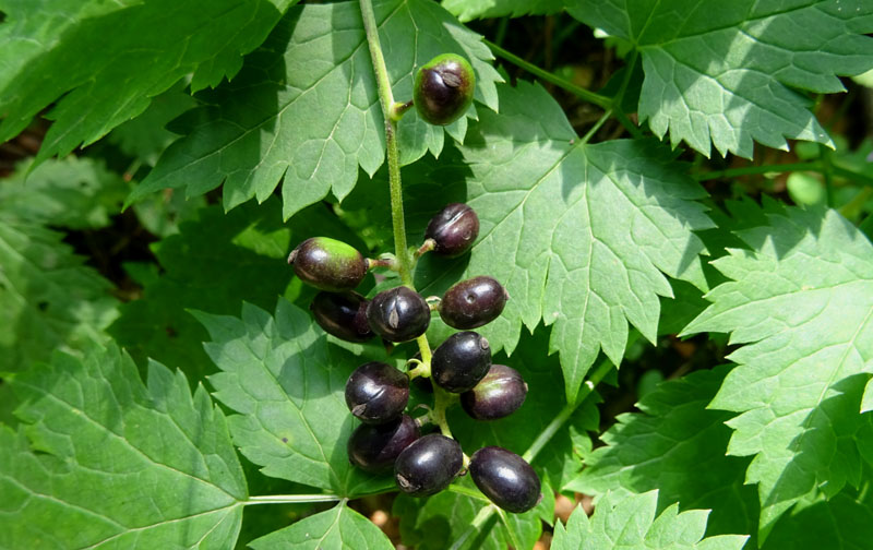 Actaea spicata / Barba di capra