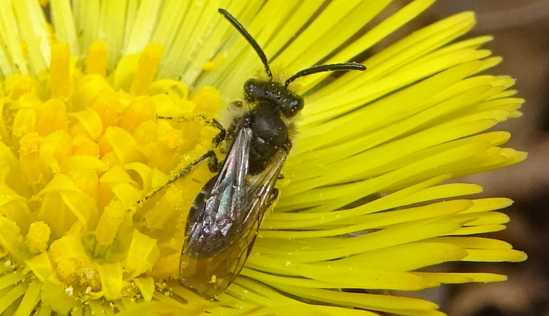 Maschio di Andrena sp.