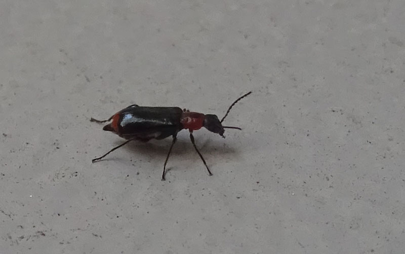 Attalus minimus (cf.), Malachiidae