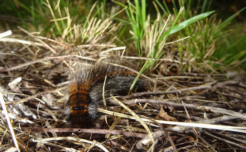 bruco: Macrothylacia  rubi - Lasiocampidae