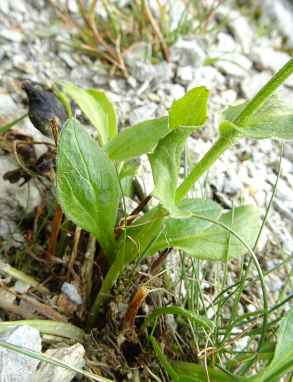 Doronicum grandiflorum / Doronico dei macereti