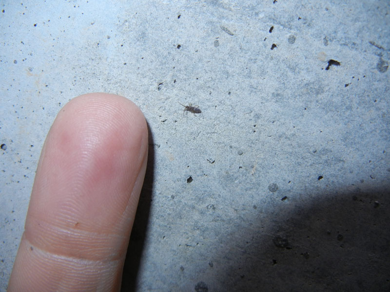 Collembola......Tomoceridae ?