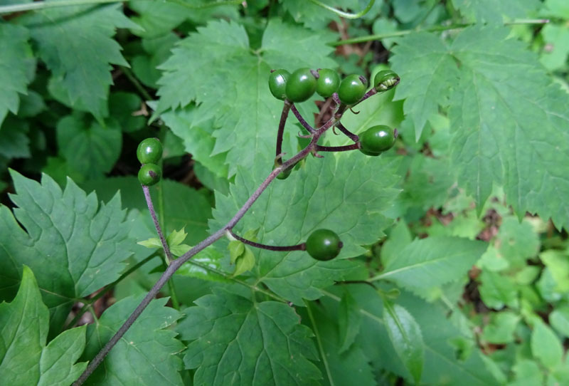 Actaea spicata / Barba di capra