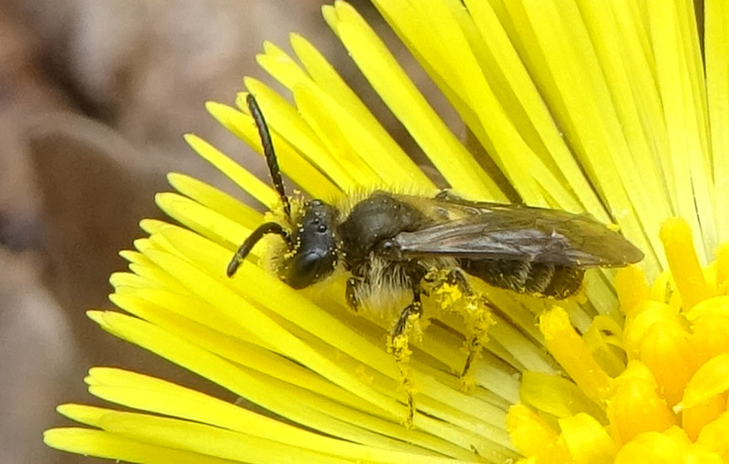 Maschio di Andrena sp.
