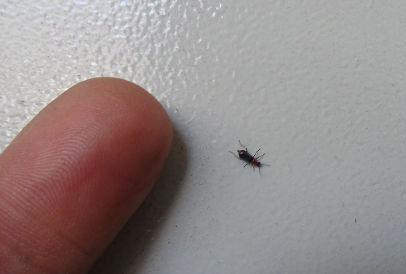 Attalus minimus (cf.), Malachiidae