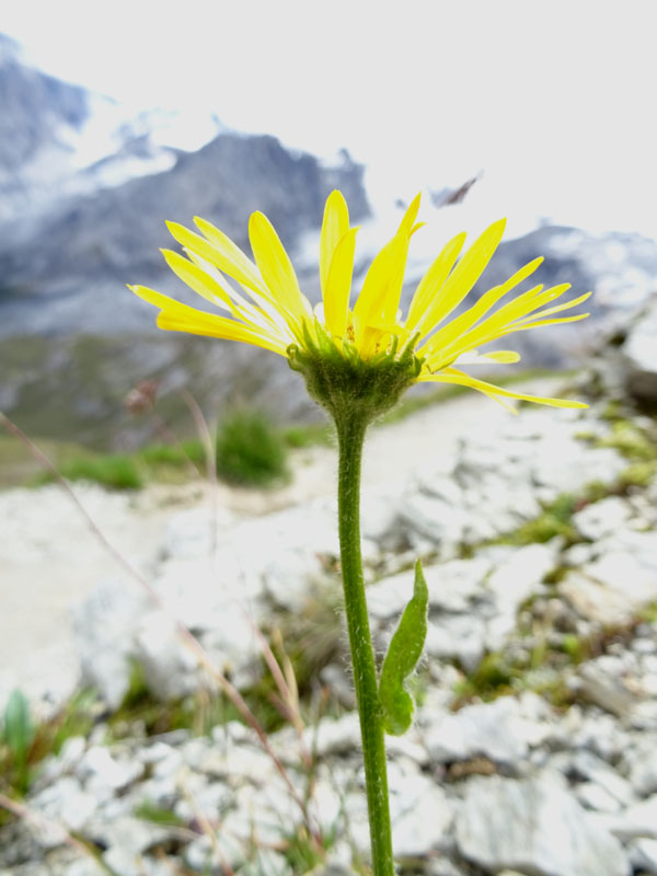 Doronicum grandiflorum / Doronico dei macereti