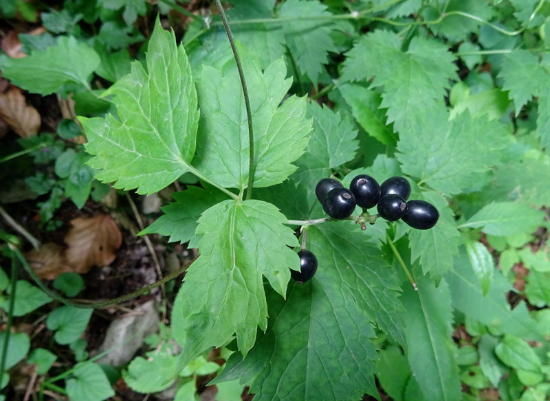 Actaea spicata / Barba di capra