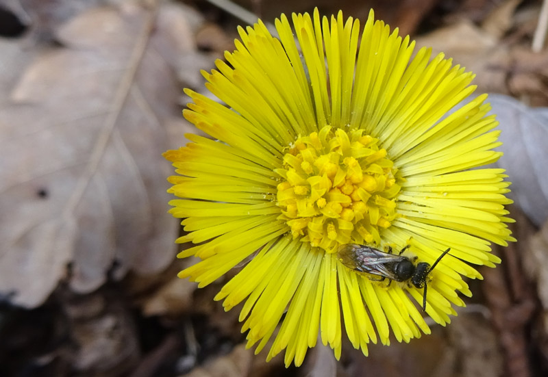 Maschio di Andrena sp.