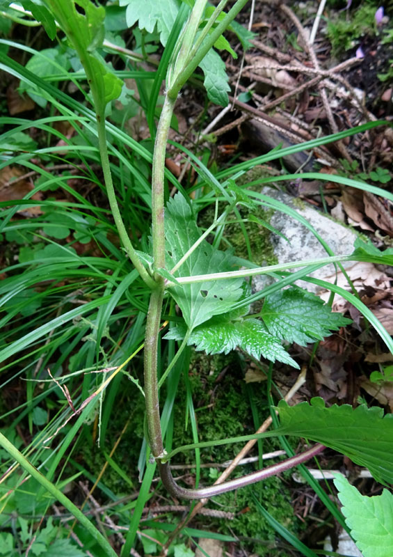 Actaea spicata / Barba di capra