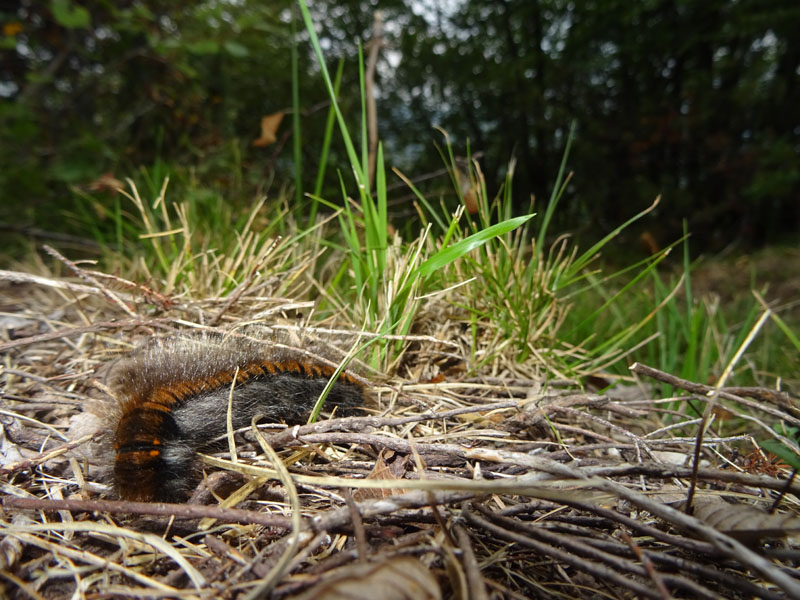 bruco: Macrothylacia  rubi - Lasiocampidae