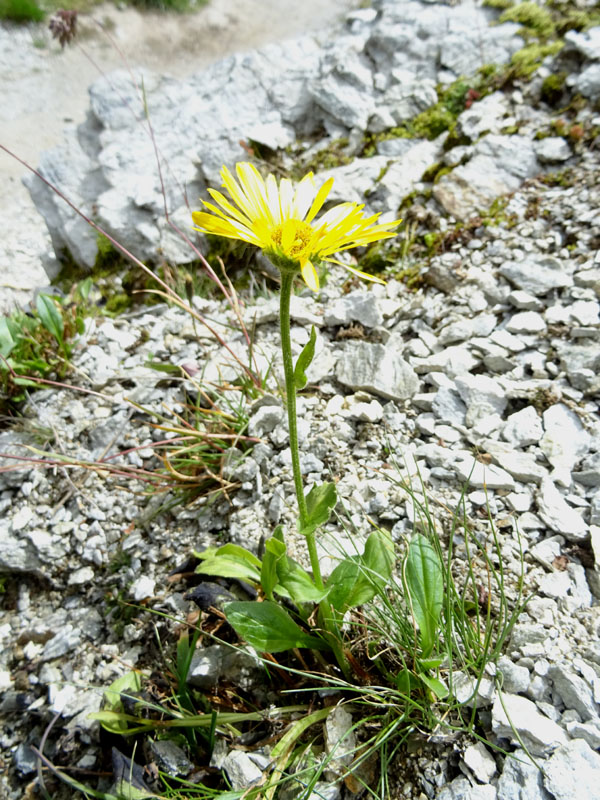 Doronicum grandiflorum / Doronico dei macereti