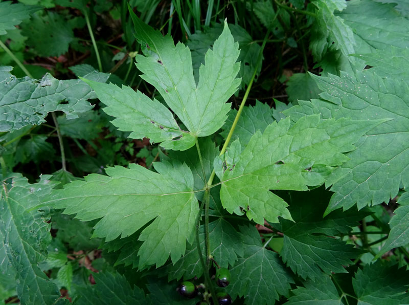 Actaea spicata / Barba di capra