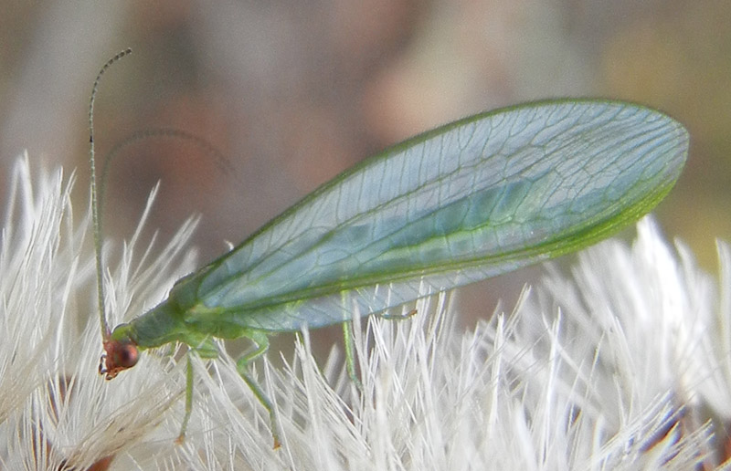 Peyerimhoffina gracilis