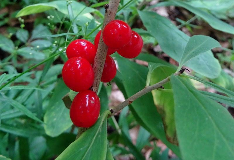 Daphne mezereum / Dafne mezereo