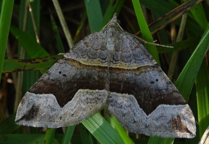 Scotopteryx sp. - Geometridae......dal Trentino