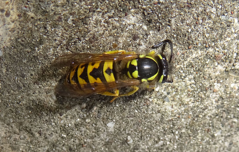 Vespula germanica (Vespidae)