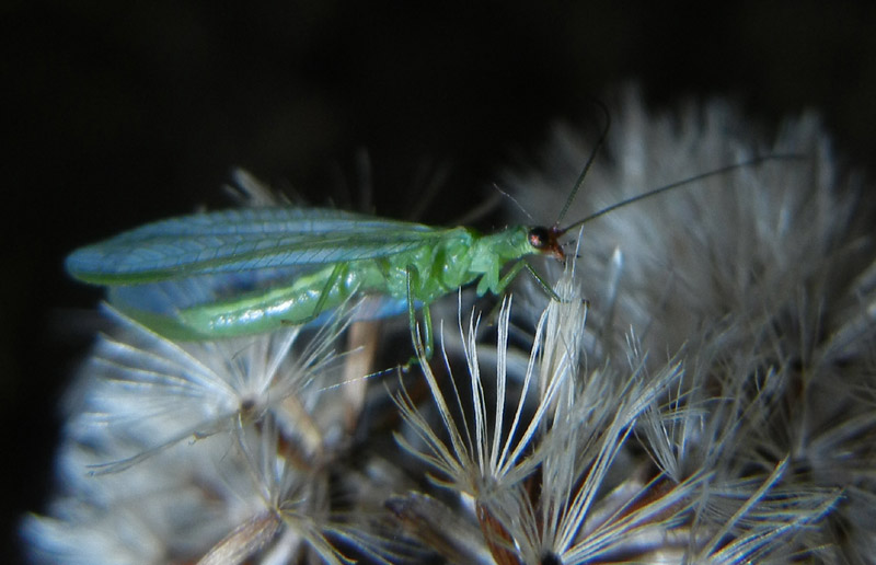 Peyerimhoffina gracilis