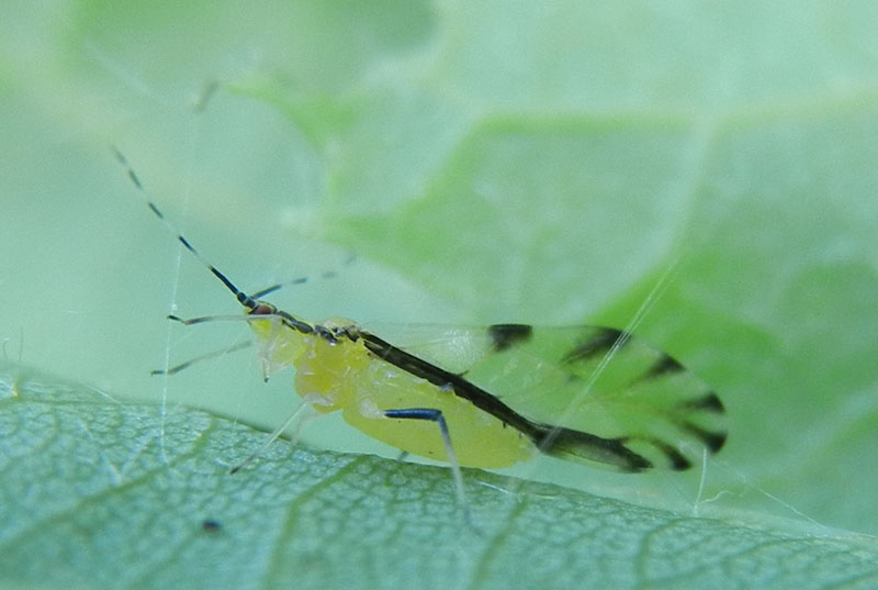 Eucallipterus tiliae