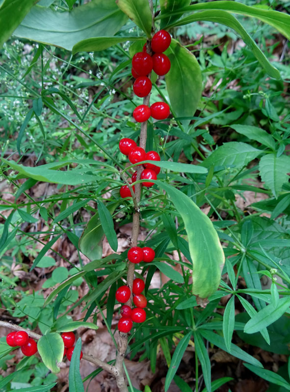 Daphne mezereum / Dafne mezereo