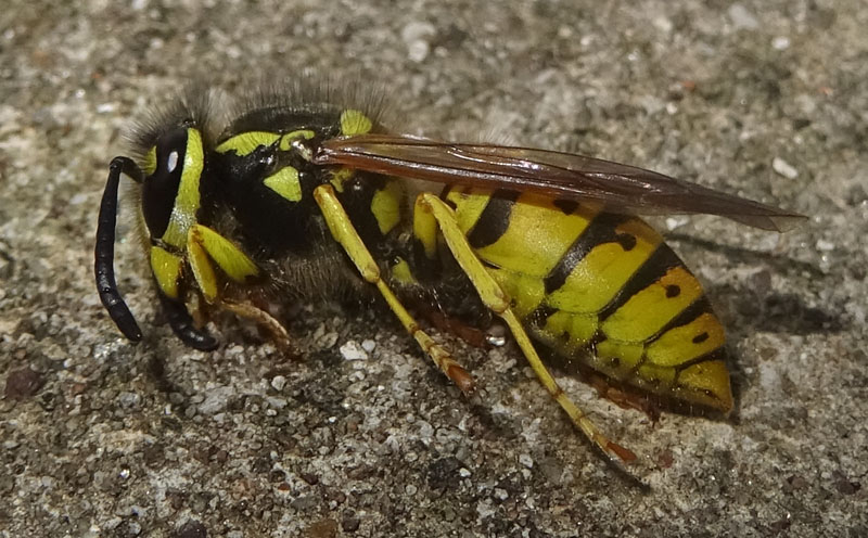 Vespula germanica (Vespidae)