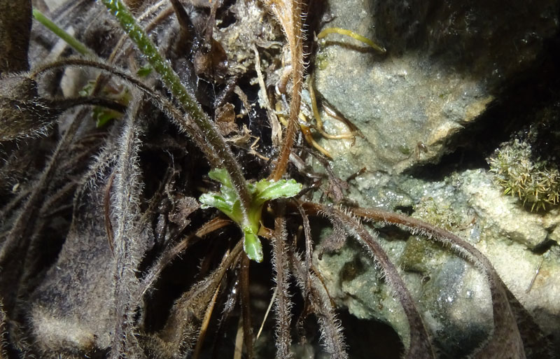 Bellidiastrum michelii / Falsa pratolina