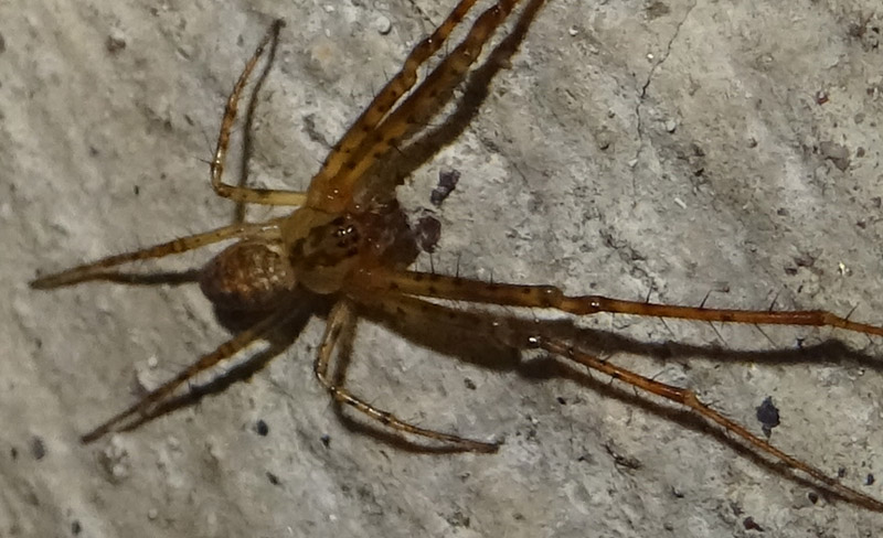 Maschio di Metellina sp. - Romagnano (TN)