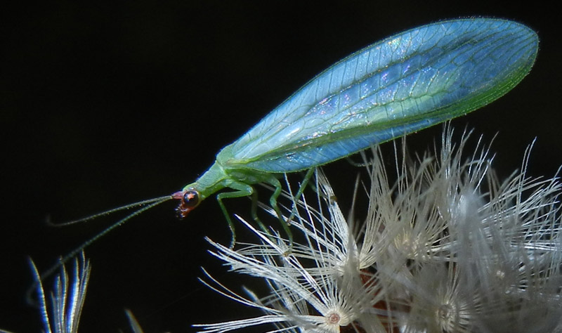 Peyerimhoffina gracilis