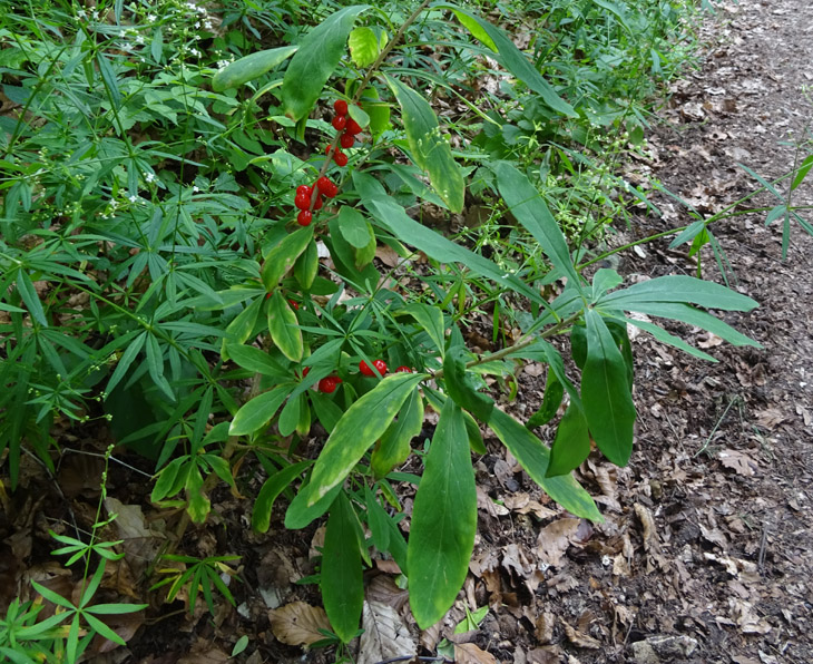 Daphne mezereum / Dafne mezereo