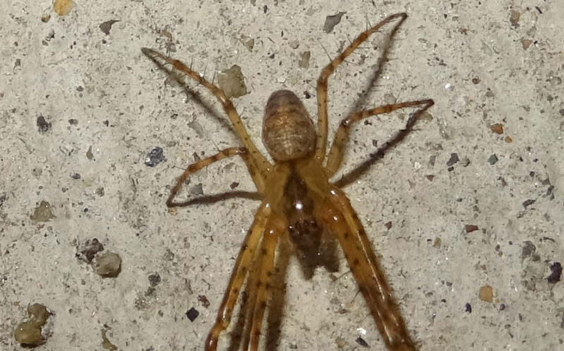 Maschio di Metellina sp. - Romagnano (TN)
