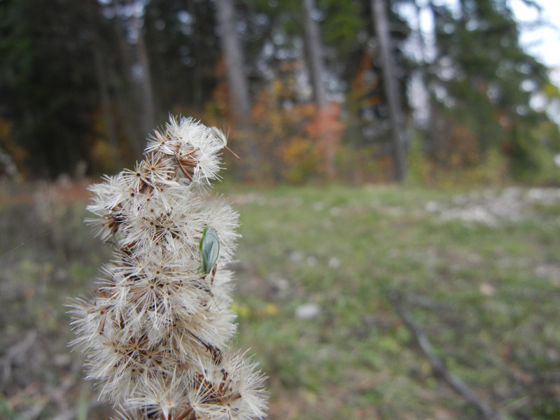 Peyerimhoffina gracilis