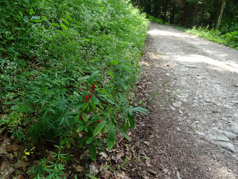 Daphne mezereum / Dafne mezereo