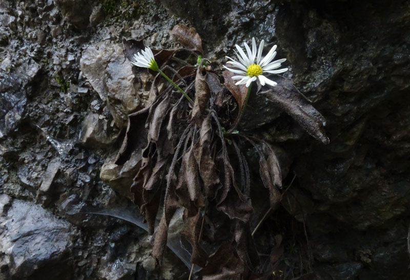 Bellidiastrum michelii / Falsa pratolina