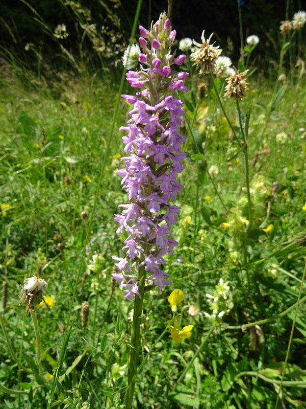 Gymnadenia conopsea...dal Trentino